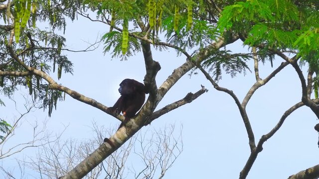 Aerial view of a red howler monkey waking up on a tree canopy, yawning before sitting and scratching its head with a hind leg in the Amazon rainforest under morning blue sky and green foliage in Tambo