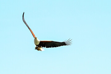 bald eagle in flight