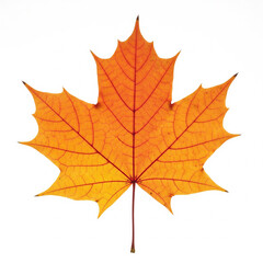 Single orange autumn maple leaf isolated on white background