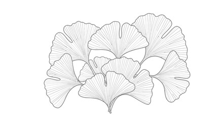 Beautiful Ginkgo Biloba Leaves Grouped Botanical Illustration on Isolated White Background
