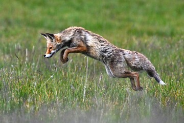 fox in the grass