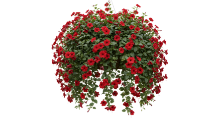 Colorful hanging flower basket for garden decoration, ideal for landscape and floral design projects - Isolated White Background