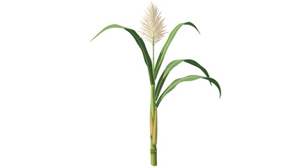 Sorghum Plant with Green Leaves and White Flower Head.