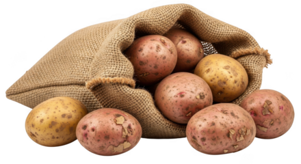Fresh harvest potatoes piled from burlap sack ready for cooking and meals