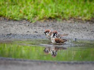 Tree Sparrow (Passer montanus) in a bath.