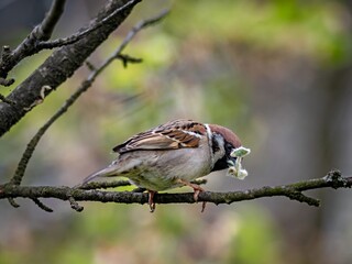 Tree Sparrow (Passer montanus) in spring.