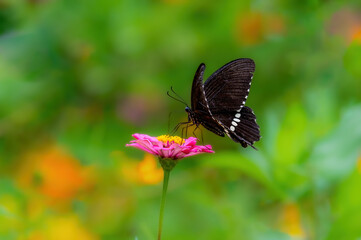 butterfly on a flower