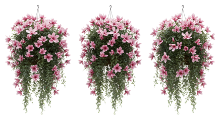 Full Frame of Pink and White Flowering Bushes for Garden Decor and Landscape Design - Isolated White Background