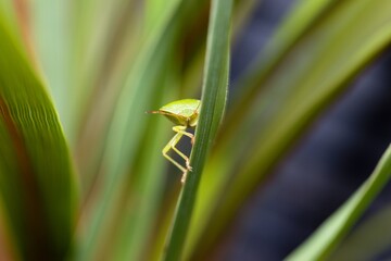 A green shield bug on a grass strand.