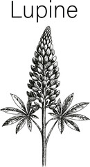 Lupine Flower Botanical Vector Illustration – Hand Drawn Wildflower Design