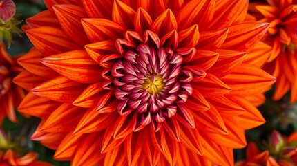 Orange dahlia flower closeup vibrant petals