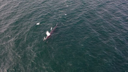 Obraz premium Aerial view of fin whale, Balaenoptera physalus, feeding in Donegal Bay, Ireland