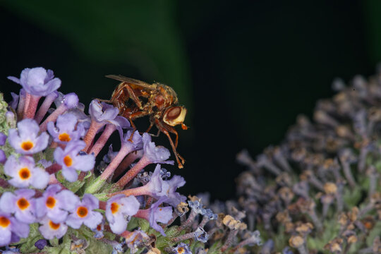 Une mouche parasite des nids de Bourdons (Sicus ferrugineus) butine des fleurs de buddleia la nuit