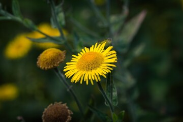 Bright Common Fleabane Flower.