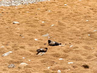 Two pigeons resting on sandy ground with stones. Wildlife, outdoor observation, and natural urban environment in daylight.