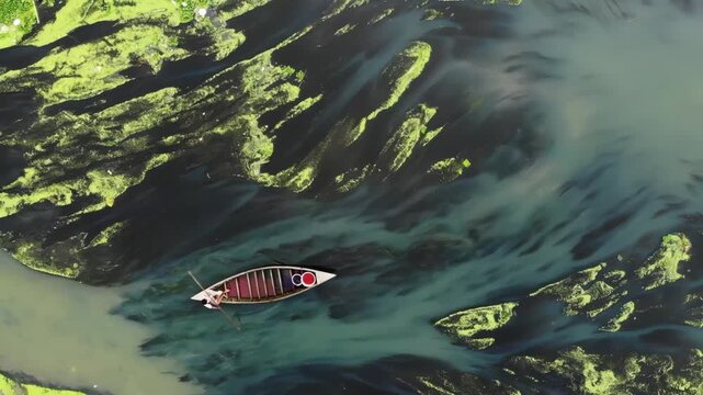 Sirajganj, Bangladesh - 22 August 2025: Aerial view of a solitary boat gliding through the river, amidst striking patterns of green algae and dark water.