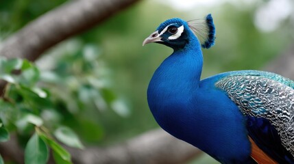 Peacock displaying vibrant plumage while perched on a branch in a lush garden during a sunny afternoon