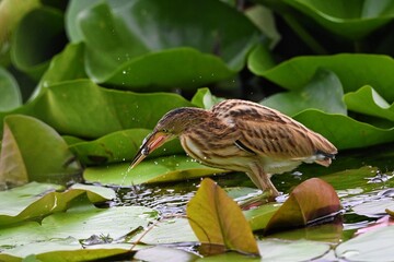 great blue heron in water