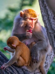 mother and baby macaque