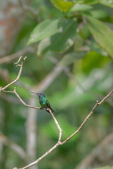 Perched golden-tailed sapphire hummingbird