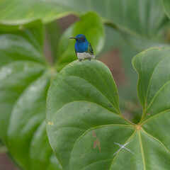 Front of male white-necked jacobin perched on a leaf