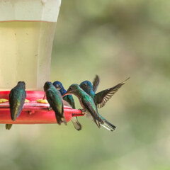 Obraz premium Group of hummingbirds feeding at the feeder in peruvian cloud forest amazon