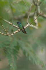 Male golden-tailed Sapphire perched in peruvian cloud forest amazon