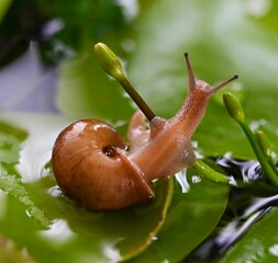 snail on a leaf