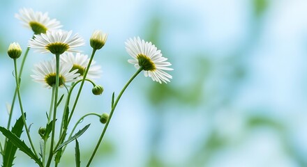 Delicate white daisies bloom with fresh green stems against a soft blue sky, evoking natural beauty and tranquility.