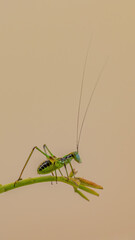 praying mantis on a white