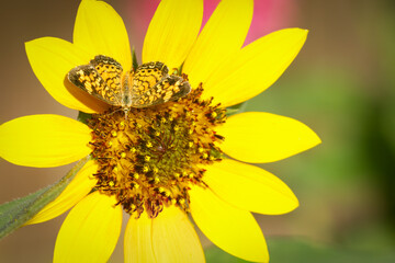 Pearl Crescent Butterfly on Sunflower