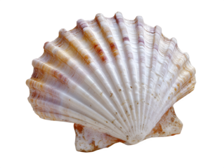 Stunning detailed macro of a natural scallop seashell with delicate orange and white stripes