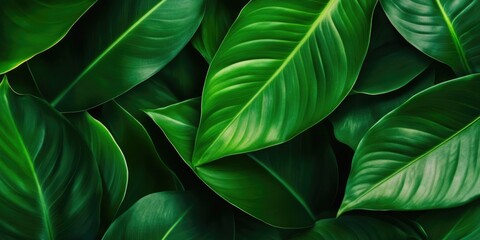 Green Tropical Leaves Background