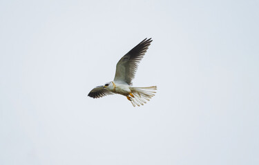 A white-tailed kite in flight with wings spread