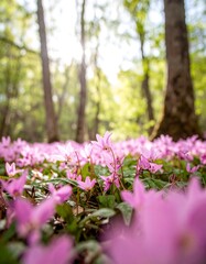 Obraz premium A close-up of a forest floor blanketed in soft pink wildflowers with sunlight filtering through the trees