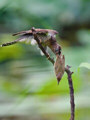hummingbird feeding on a branch