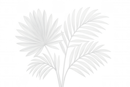 White palm leaves creating tropical design element, offering exotic elegance with transparent background for graphic projects