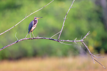 Tricolored Heron (Egretta tricolor) perched on a dry branch in a French Guiana wetland.