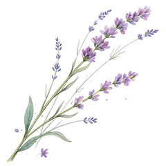 Naklejka premium Soft lavender watercolor floral artwork high resolution picture