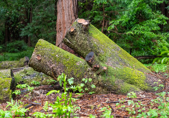 old stump in the forest Muir Woods California
