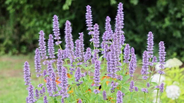 Medicinal plant anise hyssop in a herb garden. Summer bloom with bumblebee