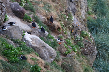 Group of Atlantic puffins perched on rocky coastal cliff with patches of grass and vegetation, nesting in natural habitat during summer season in Iceland, wildlife bird colony in scenic environment
