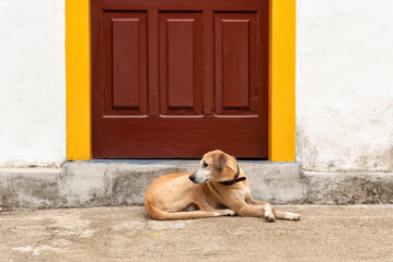 Cute dog lying by colourful door