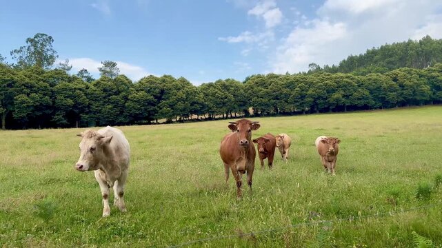 Vacas corriendo en el campo