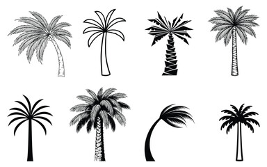 Fototapeta premium Collection of tropical palm tree illustrations, black and white vector design, exotic nature and summer concept, botanical artwork