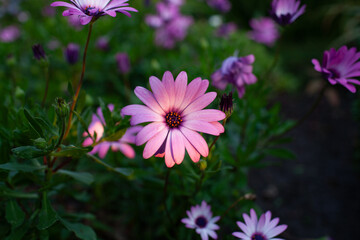 Purple African daisies (genus Osteospermum) vertical 