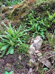 Forest background of green ferns and moss on a stone hill. Close-up, in clear summer weather.