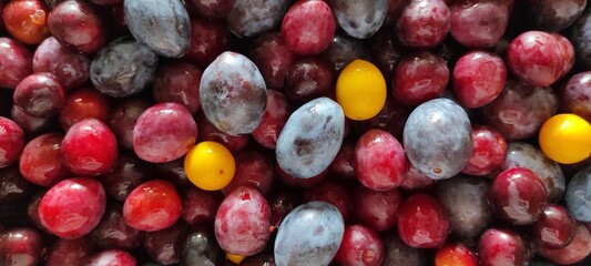 Seamless Fruit Background with Plums and Cherry Plums for Packaging Design