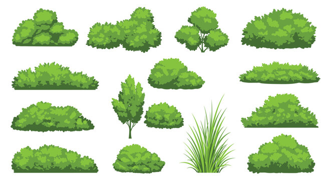 Collection of various green trees and bushes in different shapes and sizes