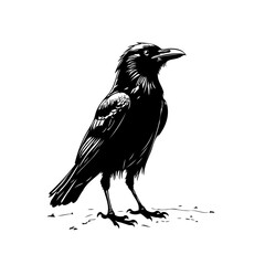 Monochrome depiction of a black raven standing tall displaying intense gaze capturing nature bird